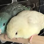 サザナミインコのラブラブコンビ