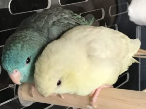 サザナミインコのラブラブコンビ